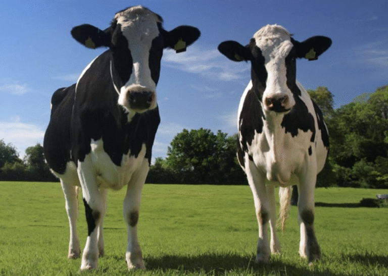 Dairy Farmers of Canada